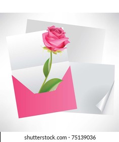 Rose in the envelope