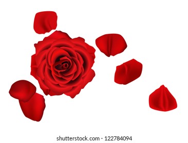 Rose with fallen petals