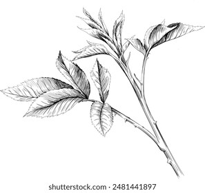 Rose floral botanical branch. Wild spring leaf wildflower isolated. Black and white engraved ink art. Isolated  illustration element on white background.