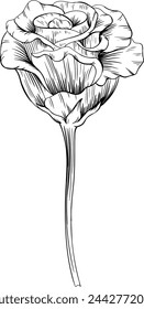 Rose floral botanical flower. Black and white engraved ink art hand drawn. Isolated rose illustration element on white background.