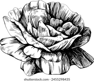 Rose floral botanical flower. Black and white engraved ink art hand drawn. Isolated rose illustration element on white background.