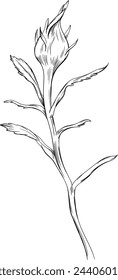 Rose floral botanical flower. Wild spring leaf wildflower isolated. Black and white engraved ink art. Isolated rose illustration element on white background.