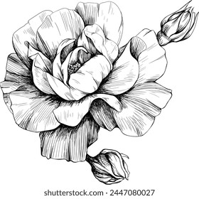 Rose floral botanical flower. Wild spring leaf wildflower isolated. Black and white engraved ink art. Isolated rose illustration element on white background hand drawn.