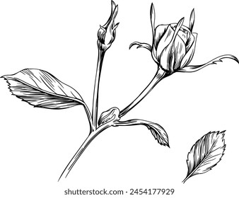 Rose floral botanical flower. Wild spring leaf wildflower isolated. Black and white engraved ink art. Isolated rose illustration element on white background.