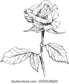 Rose floral botanical flower. Wild spring leaf wildflower isolated. Black and white engraved ink art. Isolated  illustration element on white background.