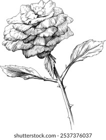 Flor botânica floral rosa. Flor selvagem de folha de primavera selvagem isolada. Arte em tinta gravada em preto e branco. Elemento de ilustração isolado sobre fundo branco.