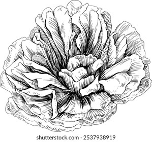 Rose floral botanical flower. Wild spring wildflower isolated. Black and white engraved ink art. Isolated illustration element on white background.