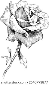 Flor botânica floral rosa. Flor selvagem de folha de primavera selvagem isolada. Arte em tinta gravada em preto e branco. Elemento de ilustração isolado sobre fundo branco.