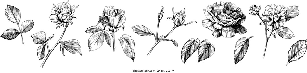 Conjunto de flores botánicas florales de rosa. Colección silvestre aislada de flores silvestres de hoja de primavera. Arte en tinta grabada en blanco y negro. Elemento de ilustración de rosa aislado sobre fondo blanco.