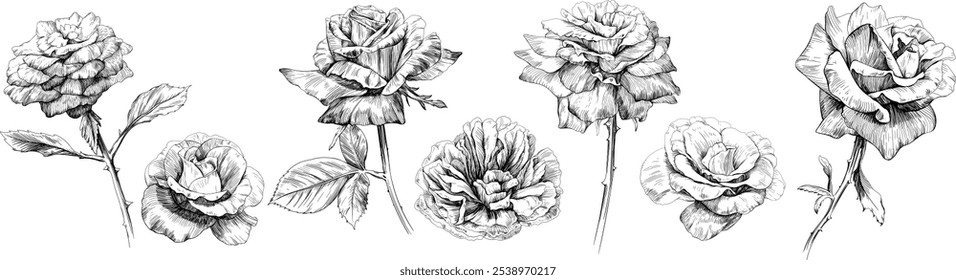 Rosa floral conjunto de flores botânicas. Flor selvagem de folha de primavera selvagem isolada. Coleção de arte em tinta gravada em preto e branco. Elementos de ilustração isolados no plano de fundo branco.