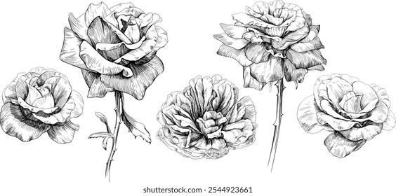 Rosa floral conjunto de flores botânicas. Flor selvagem de folha de primavera selvagem isolada. Coleção de arte em tinta gravada em preto e branco. Elementos de ilustração isolados no plano de fundo branco.