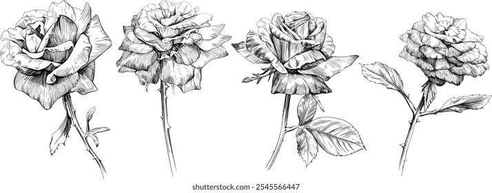 Rosa floral conjunto de flores botânicas. Flor selvagem de folha de primavera selvagem isolada. Coleção de arte em tinta gravada em preto e branco. Elementos de ilustração isolados no plano de fundo branco.