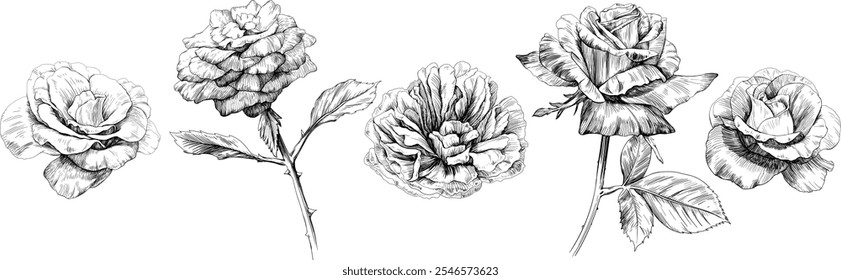 Rosa floral conjunto de flores botânicas. Flor selvagem de folha de primavera selvagem isolada. Coleção de arte em tinta gravada em preto e branco. Elementos de ilustração isolados no plano de fundo branco.