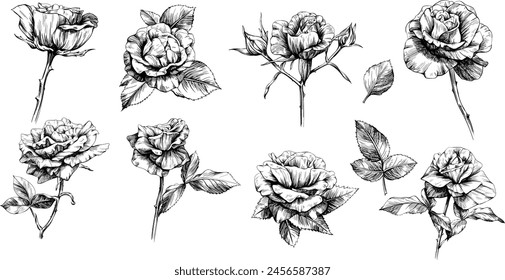 Flores botánicas florales de rosa. Flor silvestre de hoja de primavera aislada. Arte en tinta grabada en blanco y negro. Elemento de ilustración de rosa aislado sobre fondo blanco.