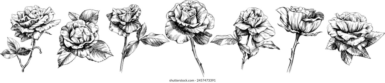 Rose floral botanical flowers. Wild spring leaf wildflower isolated. Black and white engraved ink art. Isolated rose illustration element on white background.