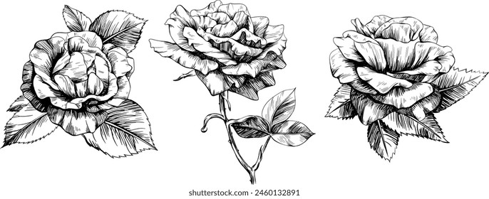 Rose floral botanical flowers. Wild spring leaf wildflower isolated. Black and white engraved ink art. Isolated rose illustration element on white background.