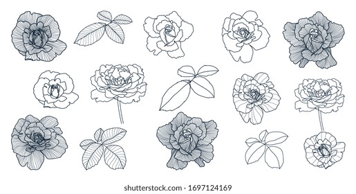 Rose and floral hand drawn vector design element for wedding invitation, cover, wallpaper, pattern and background template.