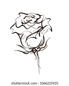 Rose, floral pattern for design, graphic, sketch drawing. 