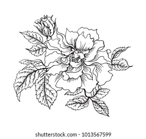 Rose floribunda, black and white graphic drawing, coloring page