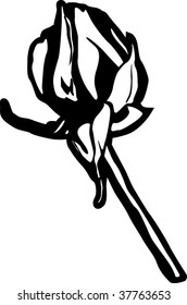 rose flower