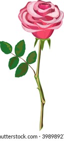 rose flower