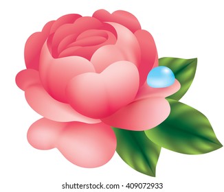 rose flower