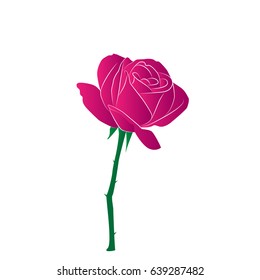 rose flower
