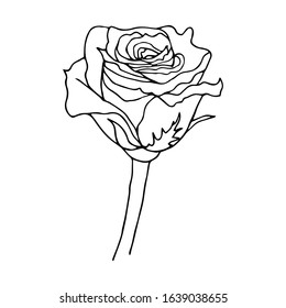 Rose flower black contour line isolated on white background, vector illustration for design and decoration, tattoo, logo, prints, stickers, floristry