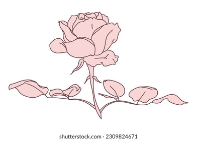 Rose flower in bloom with leaf line filled pink color illustration. Hand drawn realistic detailed vector illustration. Black and white clipart isolated.