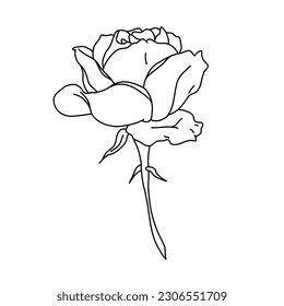 Rose flower in bloom on stem line art. Hand drawn realistic detailed vector illustration. Black and white clipart isolated.