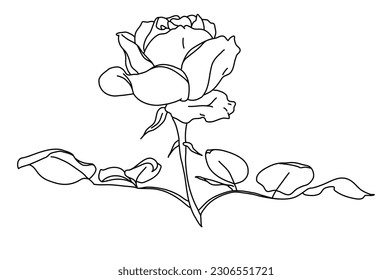 Rose flower in bloom on stem with leaf line art. Hand drawn realistic detailed vector illustration. Black and white clipart isolated.