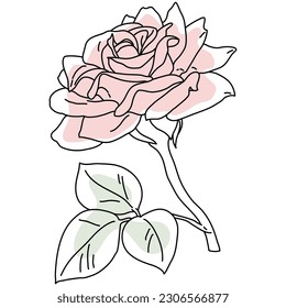 Rose flower in bloom on stem with leaf, line art with pink shape. Hand drawn realistic detailed vector illustration. Black line on pink abstract organic shape clipart isolated.