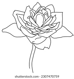 Rose flower in bloom on stem line art. Hand drawn realistic detailed vector illustration. Black and white clipart isolated.