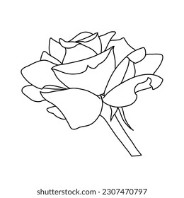 Rose flower in bloom on stem line art. Hand drawn realistic detailed vector illustration. Black and white clipart isolated.