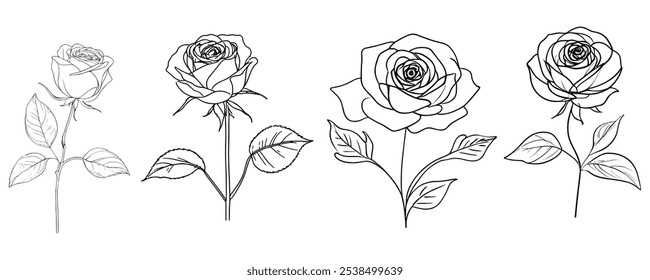 Flor de rosa en flor en tallo con hoja, arte de línea con forma de rosa. Ilustración vectorial detallada realista dibujada a mano. Línea negra en Clipart de forma orgánica abstracta rosa. eps 10