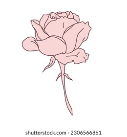 Rose flower in bloom with stem line filled pink color illustration. Hand drawn realistic detailed vector illustration. Black and white clipart isolated.
