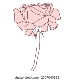 Rose flower in bloom with stem line filled pink color illustration. Hand drawn realistic detailed vector illustration. Black and white clipart isolated.