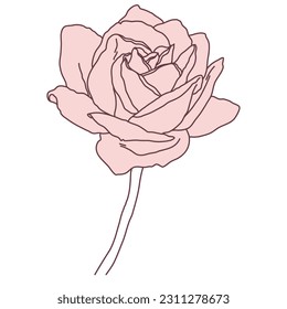 Rose flower in bloom with stem line filled pink color illustration. Hand drawn realistic detailed vector illustration. Black and white clipart isolated.