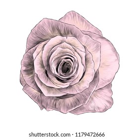 rose flower bloomed Bud top view, sketch vector graphic color illustration on white background