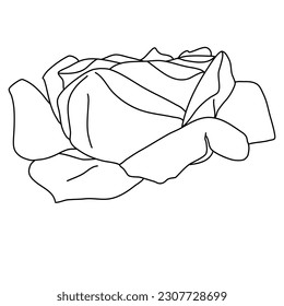 Rose flower blooming line art. Hand drawn realistic detailed vector illustration. Black and white clipart isolated.