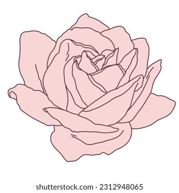 Rose flower blooming line filled pink color illustration. Hand drawn realistic detailed vector illustration clipart isolated.