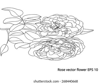 rose flower blooming vector (drawing)