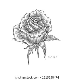 Rose Flower, Botanical Illusutration,  Isolated Vector