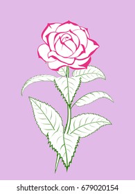 rose flower branch with buds