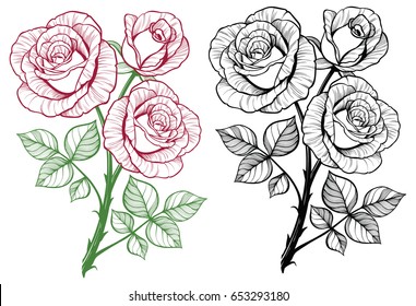 Rose flower branch set. Color and black and white line art.