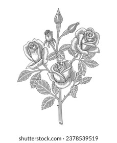 Rose flower branch, vintage engraving drawing style illustration