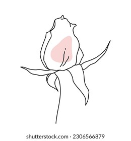 Rose flower bud line art with pink shape. Hand drawn realistic detailed vector illustration. Black and white clipart isolated.