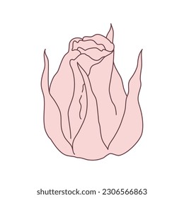 Rose flower bud line filled pink color illustration. Hand drawn realistic detailed vector illustration clipart isolated.