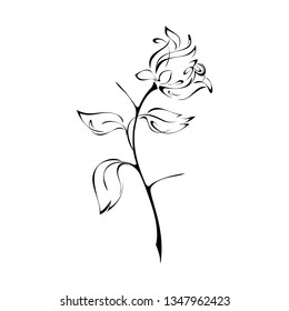rose flower Bud on stem with leaves and thorns in black lines on white background