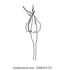 Rose flower bud on stem line art. Hand drawn realistic detailed vector illustration. Black and white clipart isolated.